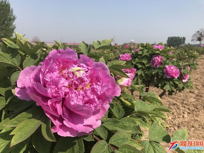 微信图片_20190416163708.jpg