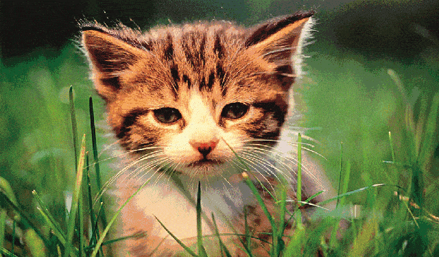 3.gif