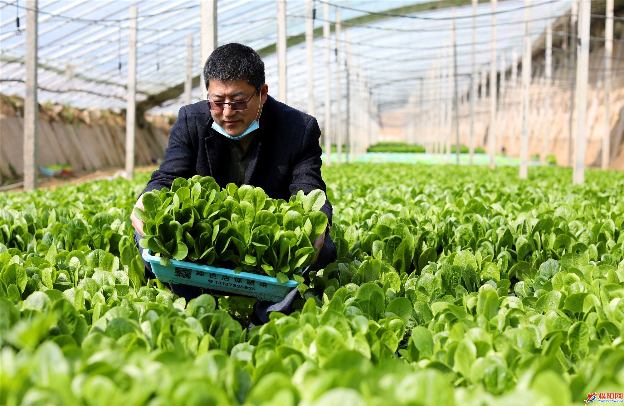 3月15日，程再友看着正值成熟去却卖不出去的蔬菜一脸愁容。.jpg