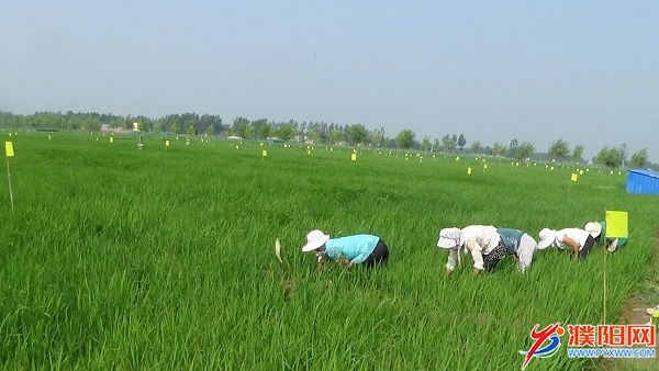 有机基地人工除草现场.JPG