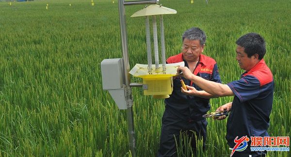 有机大米基地实施生物驱虫.jpg