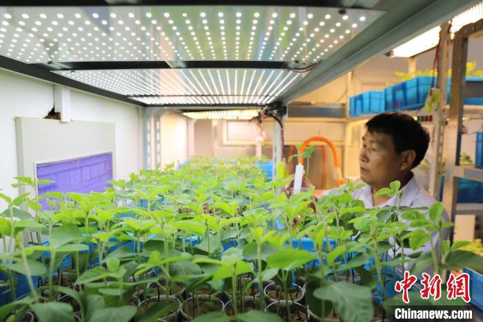 图为河南省农科院育种专家查看大豆育种情况。(资料图) 韩章云 摄