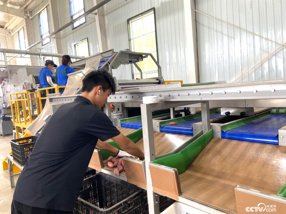 清丰县韩村镇小农丫红薯加工车间，务工群众正在将红薯分类整理（郑佩敏/摄）