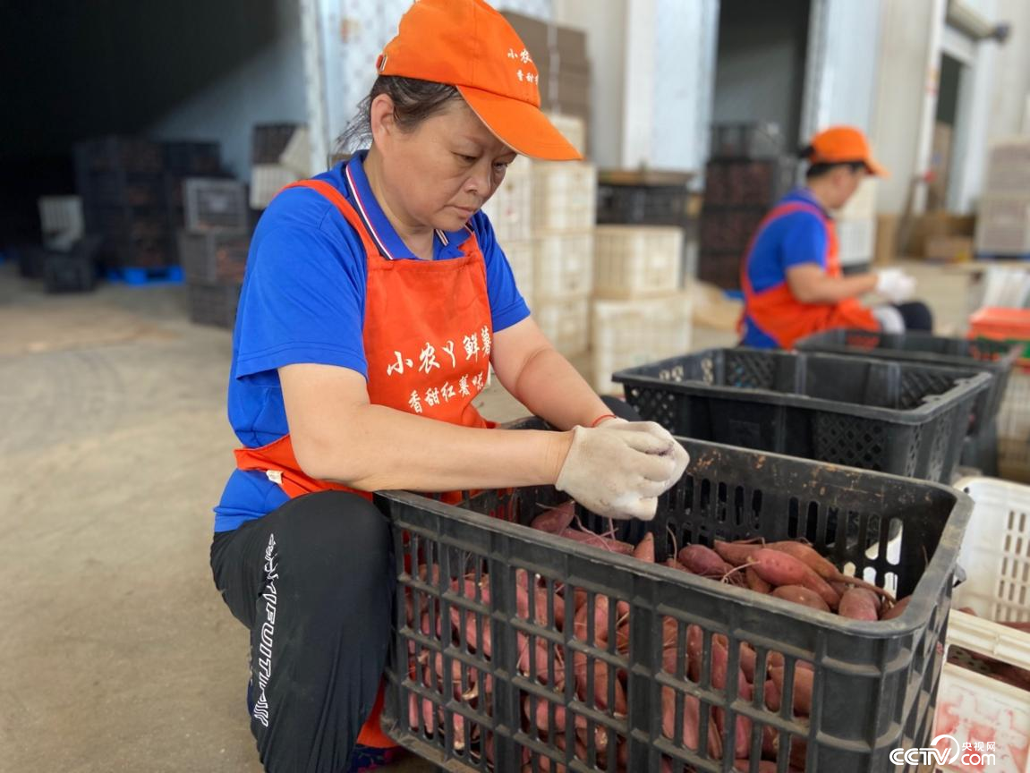 周边群众在清丰县韩村镇小农丫红薯加工车间里务工增收（郑佩敏/摄）