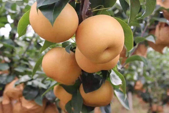 高码头镇种植的秋月梨.jpg