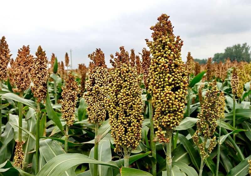 中国农民丰收节|金秋画卷与丰收的喜悦